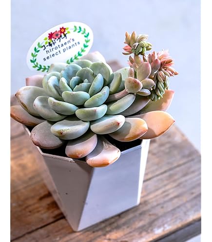 Amazon｜寄せ植え 多肉植物 そのまま飾れる寄せ植え 肉厚で